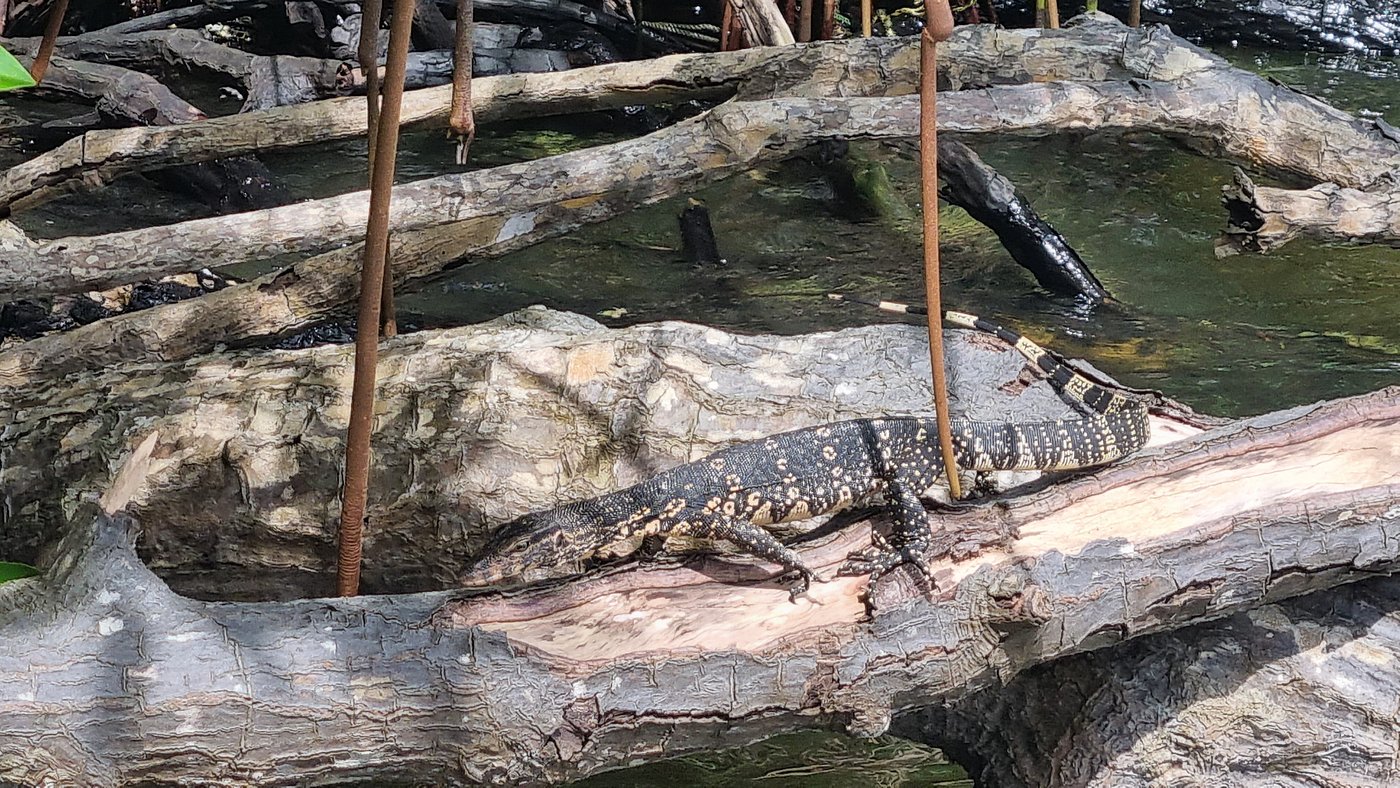Reptiles in Madu River Sri Lanka